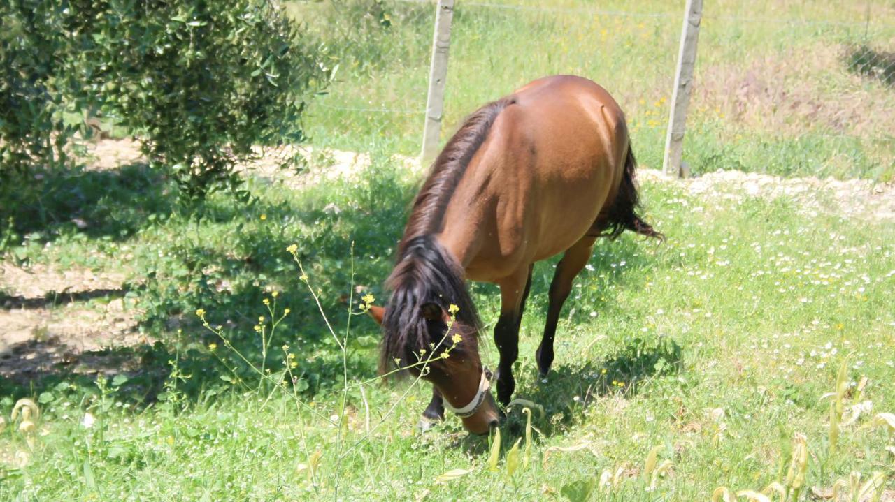 Agroturizem Bylis Otel Hekal Dış mekan fotoğraf