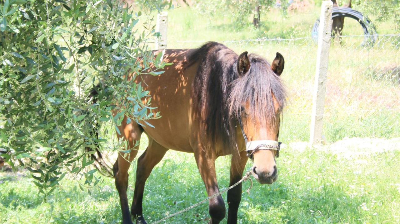 Agroturizem Bylis Otel Hekal Dış mekan fotoğraf