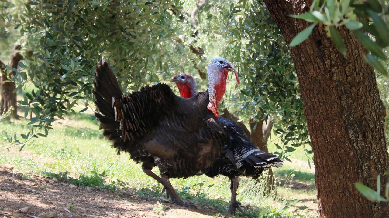 Agroturizem Bylis Otel Hekal Dış mekan fotoğraf